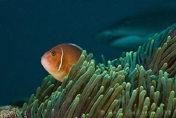 Is there something behind me?  Ningaloo Reef, Western Aus... by Ross Gudgeon 